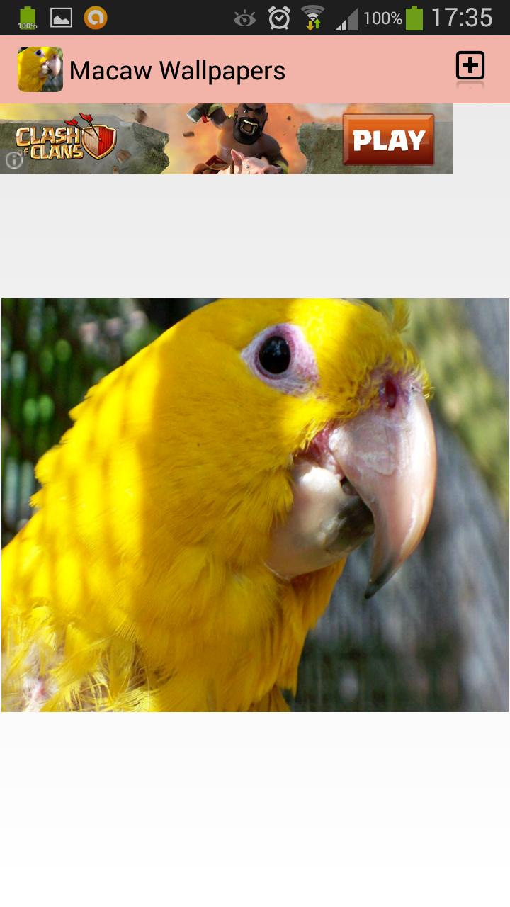 Macaw Wallpapers