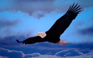 Eagle