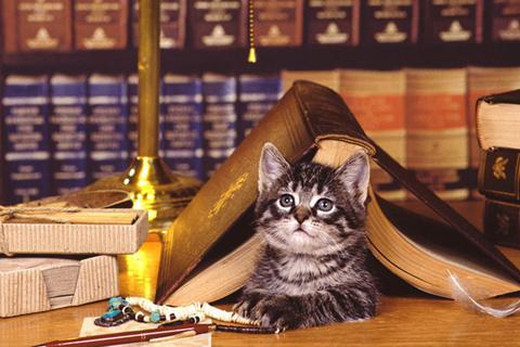 Spot the Difference Cats