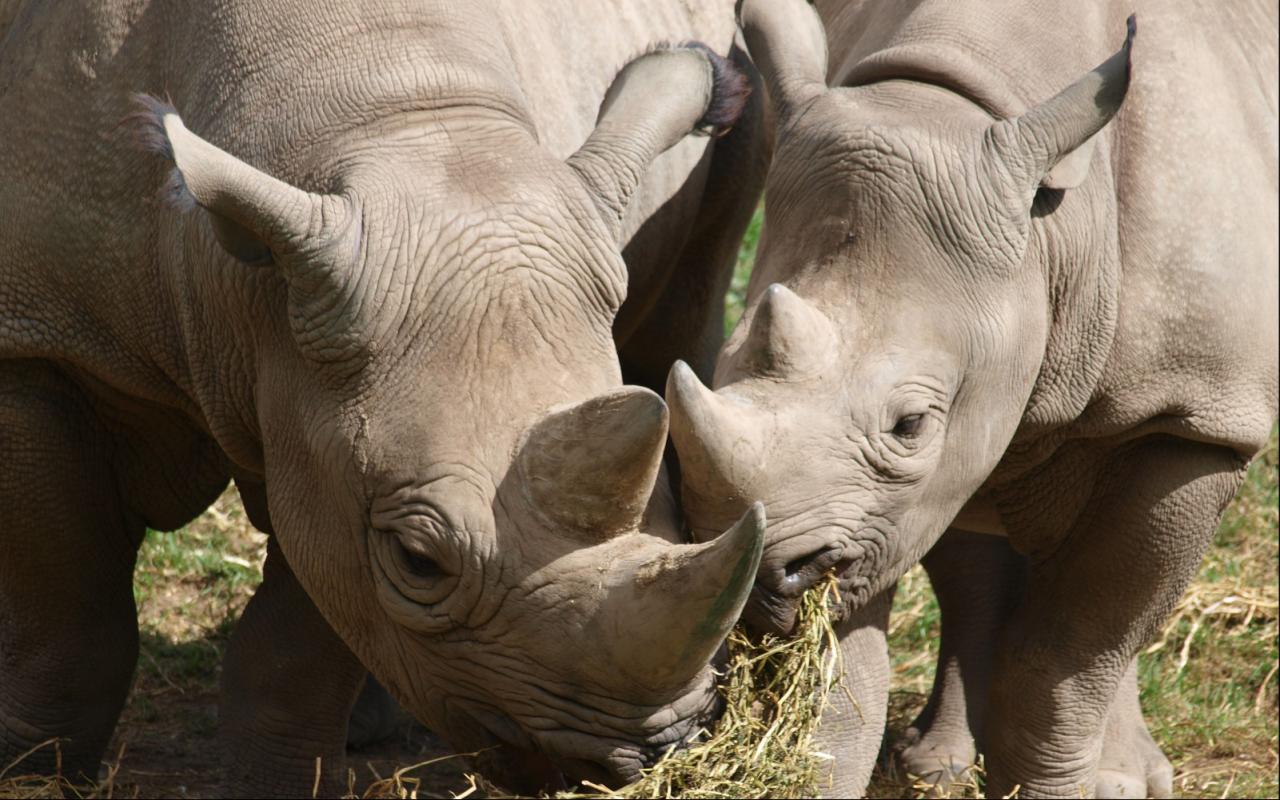 Jigsaw Puzzles: Wild Animals