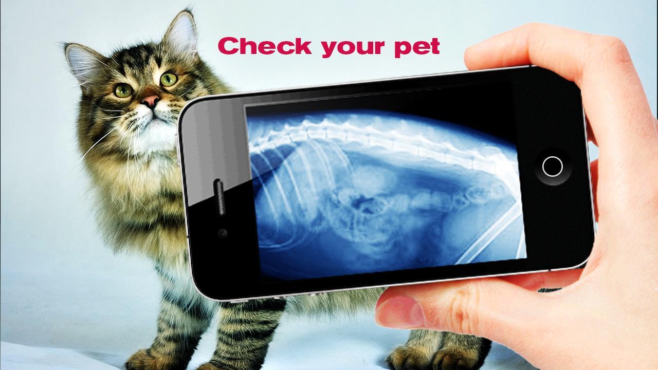 Simulation XRay Cat