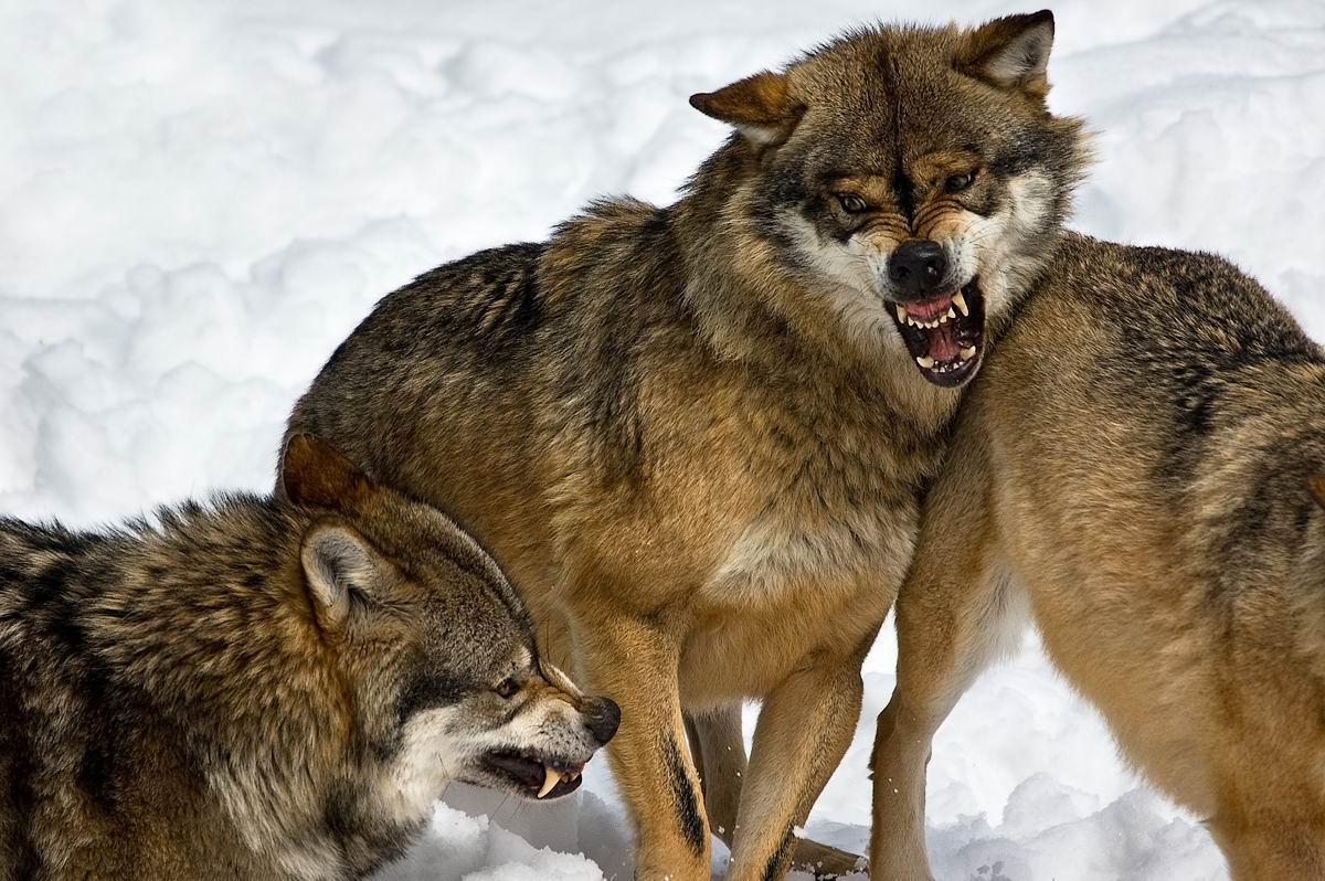 Wolves Puzzles