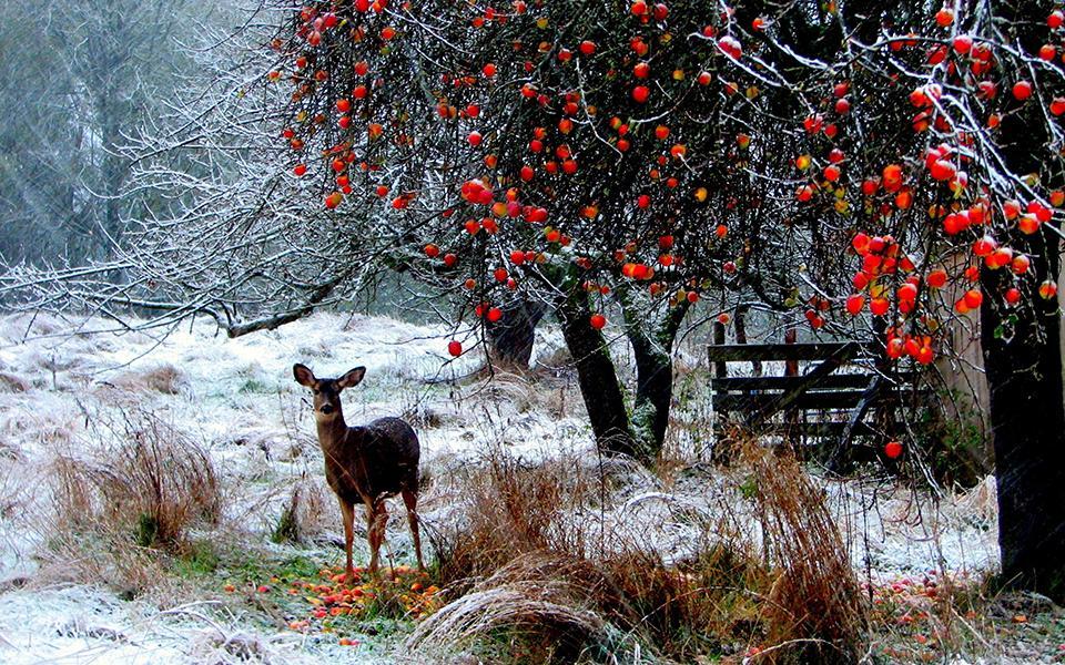 Seasons Puzzle