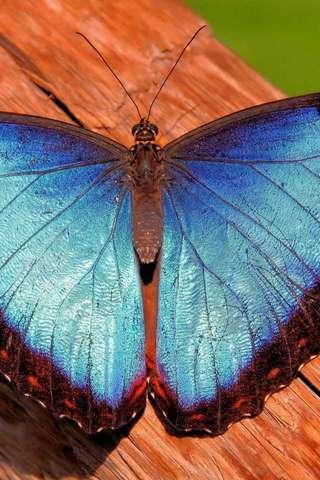 Butterfly Puzzle